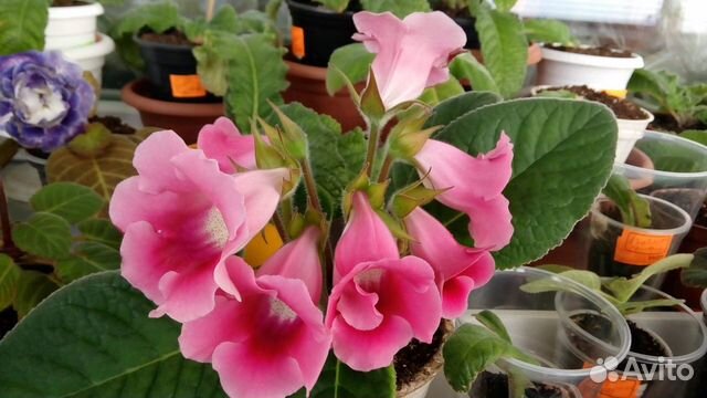 Глоксиния тидея розовая, детка