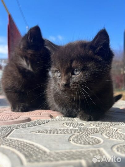 Котята в добрые руки бесплатно