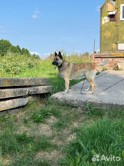 Отдам собаку в добрые руки