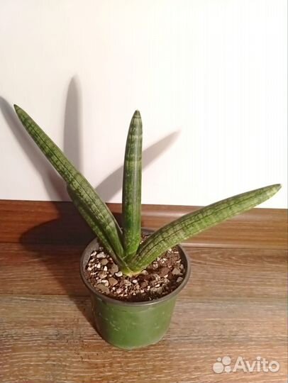 Сансевиерия