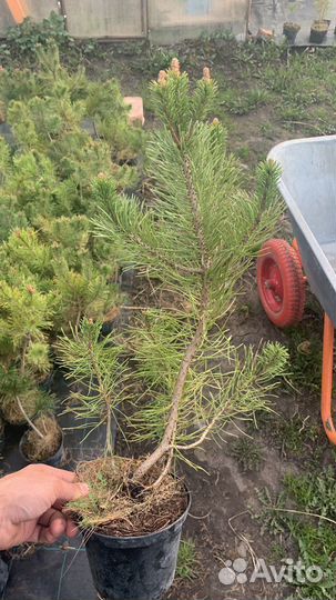 Саженцы сосны горной