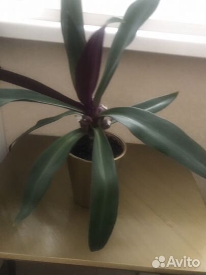 Рео домашний цветок