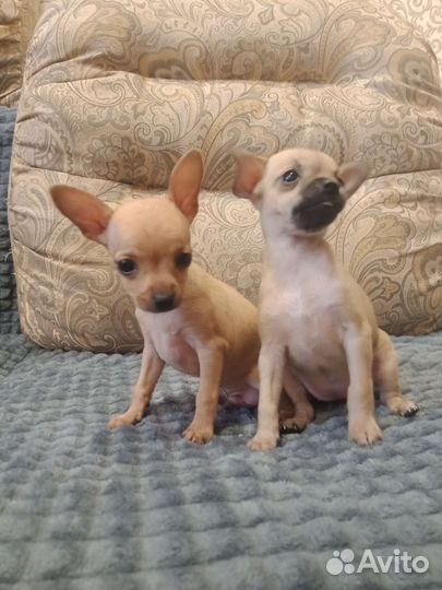 Той-терьер щенки