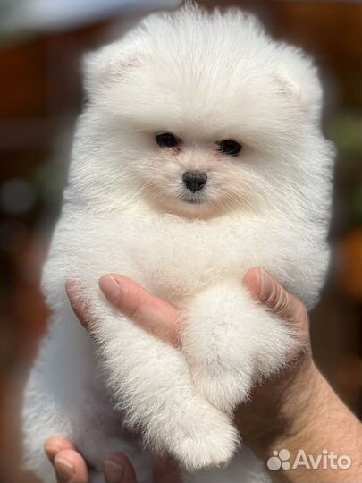 Шпиц белый мальчик