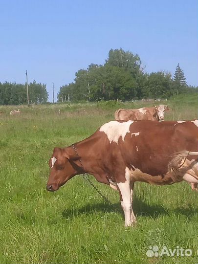 Корова стельная, молочная, 2 отёла