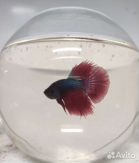 Рыбка петушок