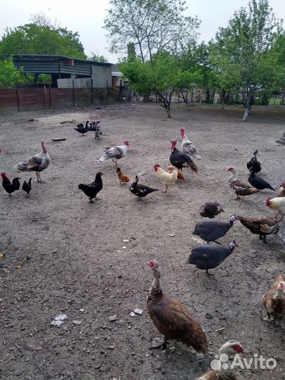 Утки,селезни