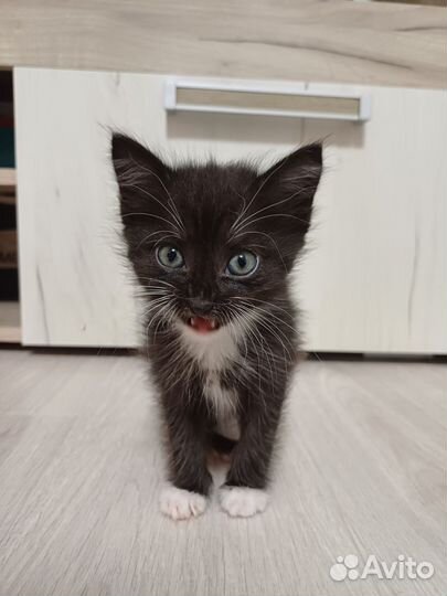 Кошки в добрые руки