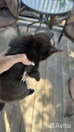 Котята бесплатно