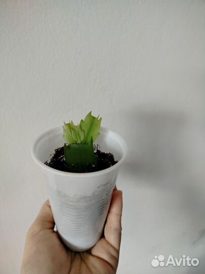 Фиалка, желтый декабрист, фикус Бенджамина