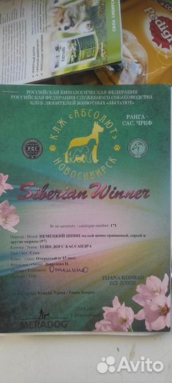 Немецкий шпиц