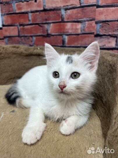 Малышка Стеша 2,5 мес