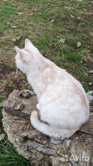 Котик в добрые руки