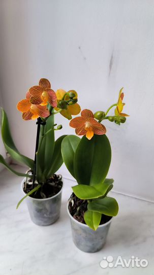Орхидея фаленопсис Little Zorro цветущая