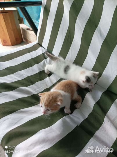 Кошки в добрые руки бесплатно