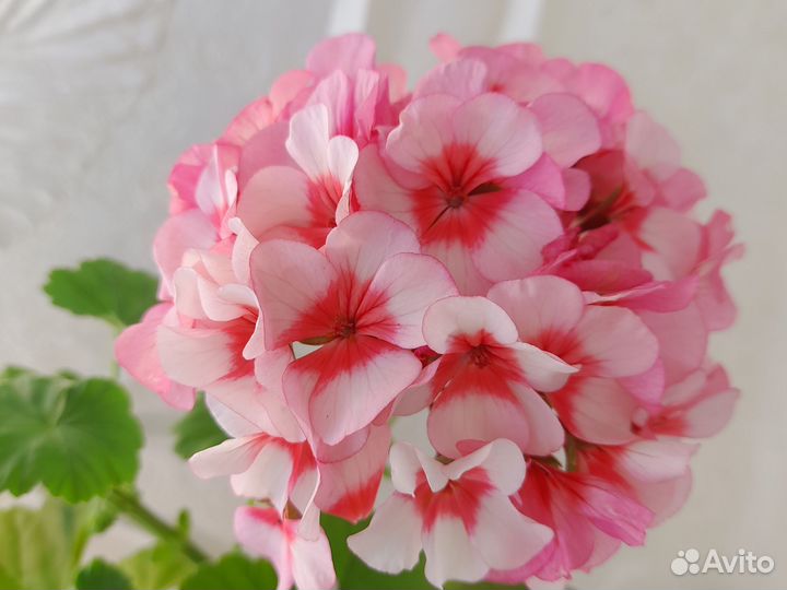 Пеларгония (герань) розовая крапчатая