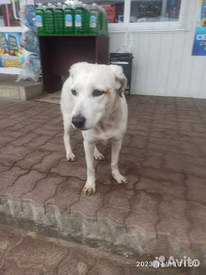 Красотка ищет дом