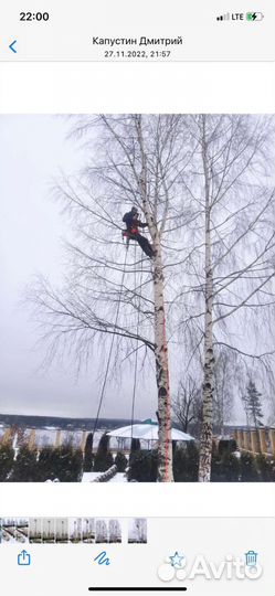Спил деревьев