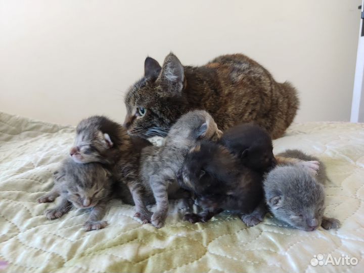 Кошка в добрые руки в дар