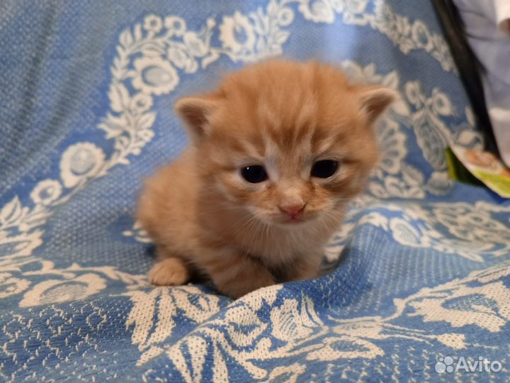 Кошка в дар бесплатно