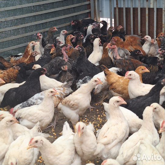 Куры молодки