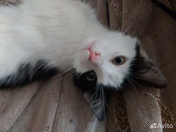 Ласковый котенок в добрые руки