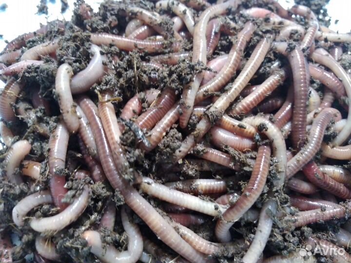 Черви Дендробена Венета для рыбалки