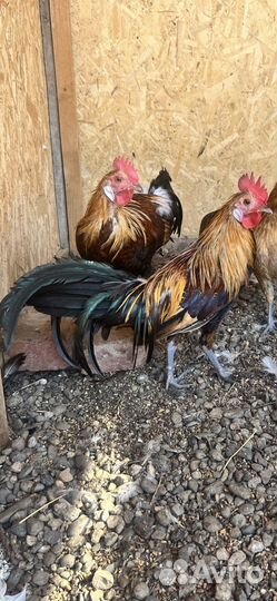 Продам Пару петушков Феникса и обычных