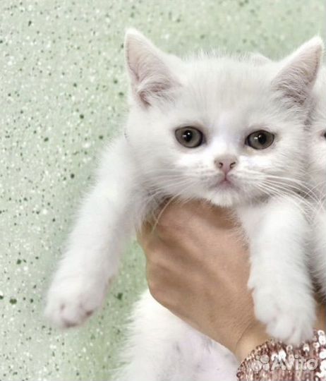 Экзотический котенок страйт фолд