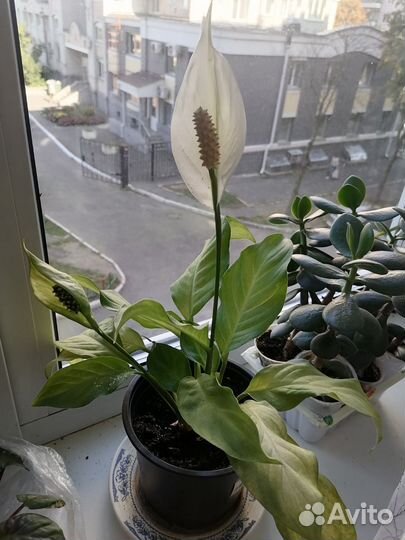 Толстянка(денежное дерево)