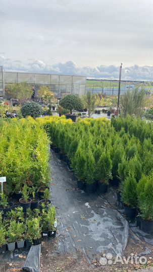Туя Смарагд 70-90 см из питомника