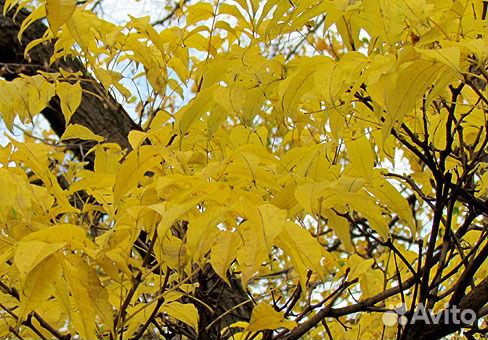 Саженцы Бархата Амурского (Пробковое дерево)