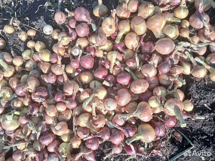 Лук репчатый