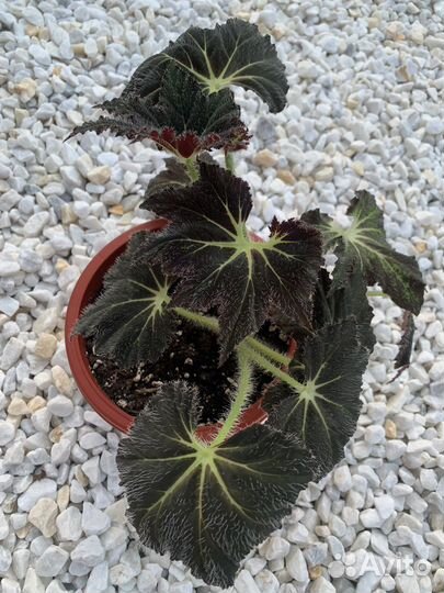 Бегонии сортовые