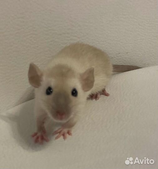 Крысята дамбо 1.5 мес