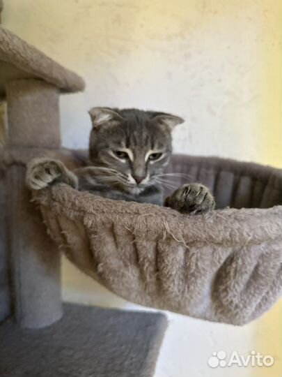 Кошечка