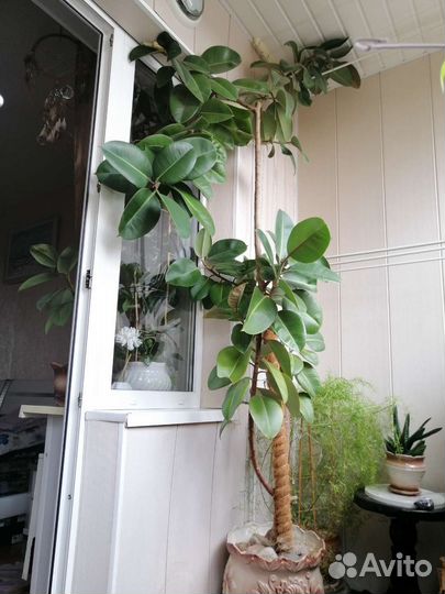 Фикус каучуконосный большой