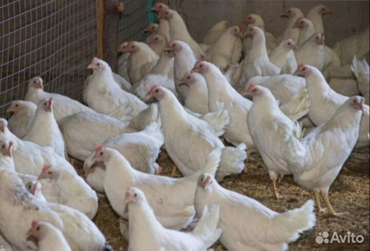 Куры несушки оптом и в розницу с доставкой