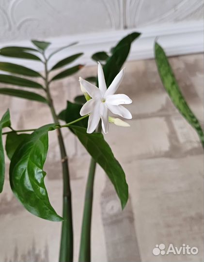 Комнатный жасмин самбак