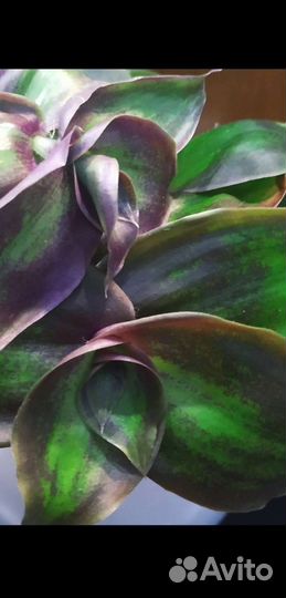 Офисные и комнатные растения