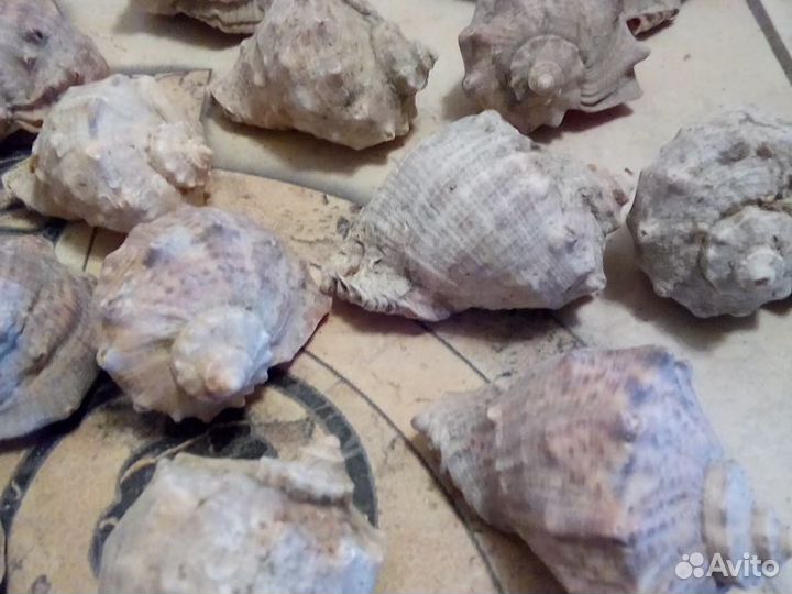 Ракушки новые
