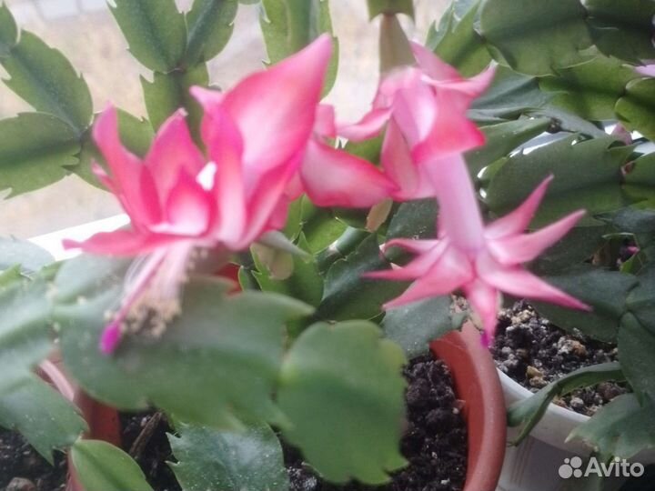 Декабристы разных цветов