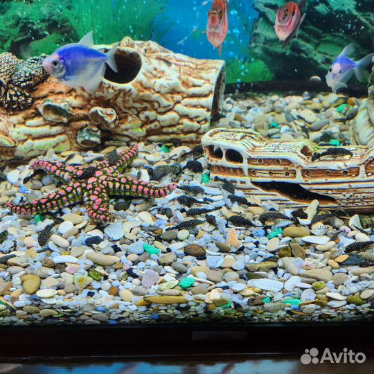 Сомики анцитрусы