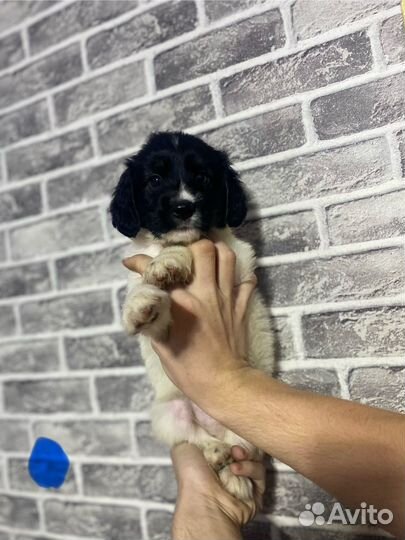 Щенки русского спаниеля