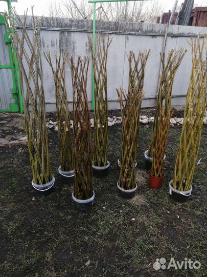 Ива плетеная