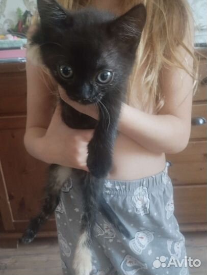 Кошка в дар