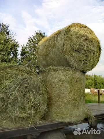 Сено и солома в чем разница фото