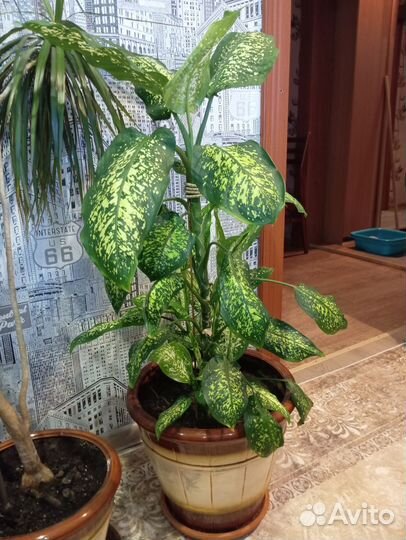 Комнатные домашние растения