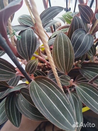 Эсхинантус мраморный, лудизия