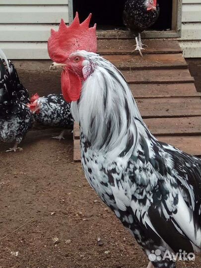 Куры леггорн далматинец